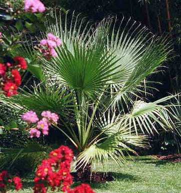 Palm Washingtonia